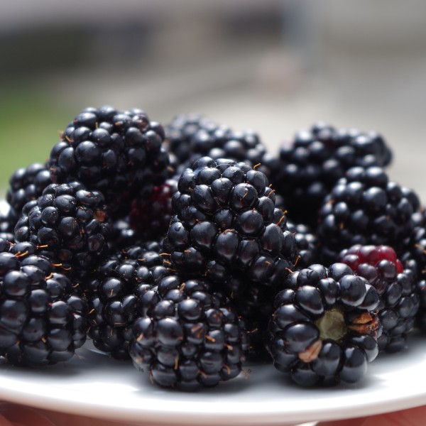 Blackberries